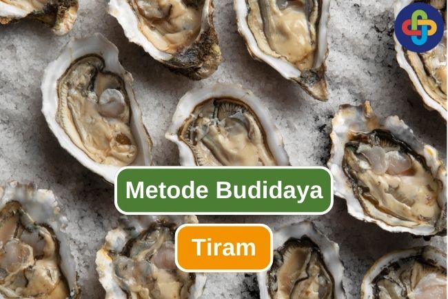 Ketahui 7 Metode Budidaya Tiram